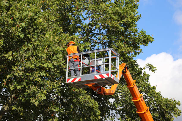 The Steps Involved in Our Tree Care Process in Eufaula, AL